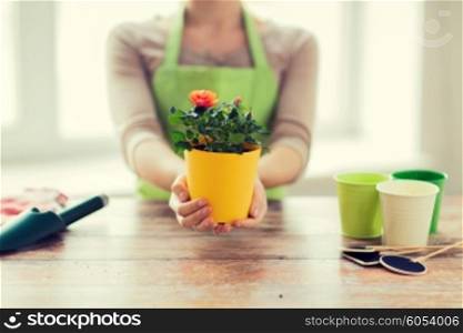 people, gardening, flowers and profession concept - close up of woman hands holding roses bush in flower pot at home