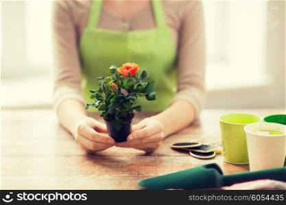 people, gardening, flowers and profession concept - close up of woman hands holding roses bush in flower pot at home