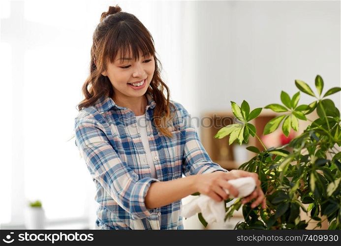 people, housework and care concept - happy asian woman or housewife cleaning houseplant leaves by tissue at home. happy woman cleaning houseplant leaves at home