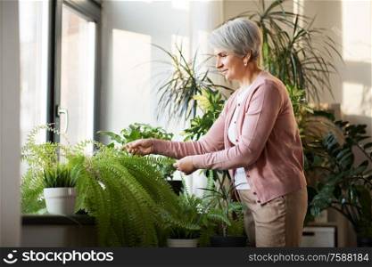 people, housework and care concept - happy senior woman takes care of houseplant at home. senior woman takes care of houseplant at home