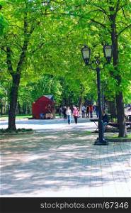 people in the park. wide footpath in the park with big green trees
