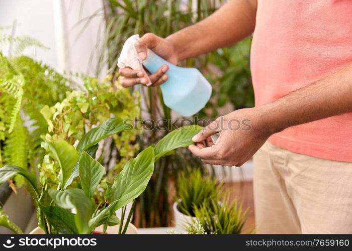 people, nature and plants care concept - african american man spraying houseplant by water sprayer at home. man spraying houseplant with water at home