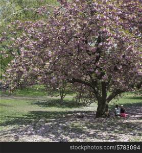 People sitting under a cherry blossom tree in Central Park, Manhattan, New York City, New York State, USA