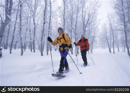 People Snowshoeing in an Aspen Grove