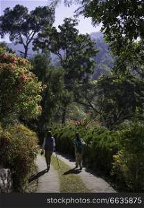 People walking along pathway in a tea garden, Darjeeling, West Bengal, India