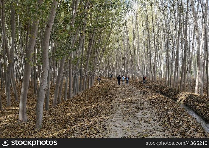 People walking in a forest