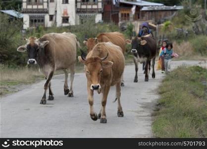 People with cattle, Chokhor Valley, Bumthang District, Bhutan