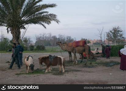 People with working animals, Morocco