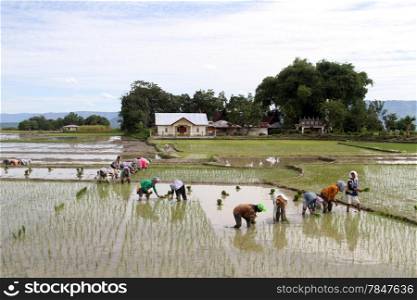 People work on the rice field near farm house