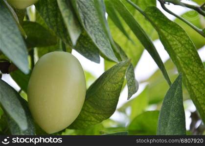 Pepino Melon found in the Cameron Highlands, Malaysia