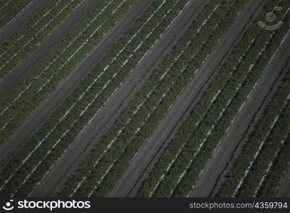 Pepper plant fields, Florida