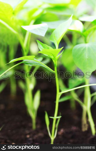 Pepper sprout. Green pepper sprout grown from seed at home close-up in sunlight.