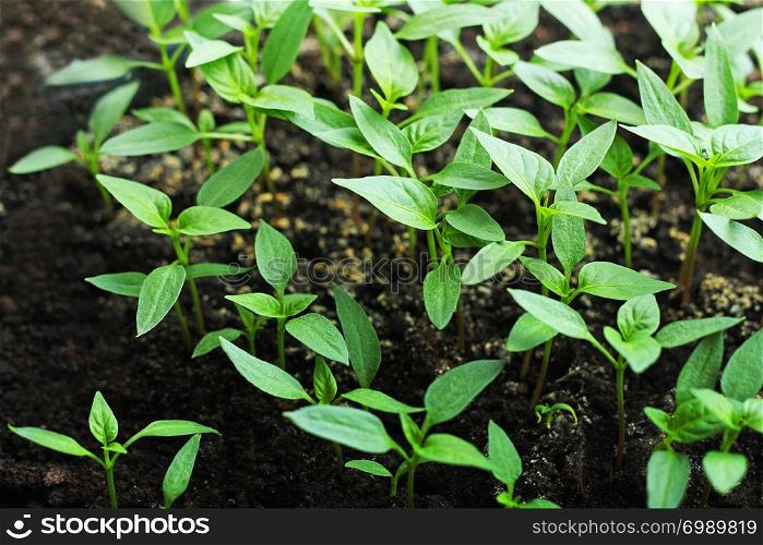Pepper sprouts. Green shoots of pepper grown from seeds.