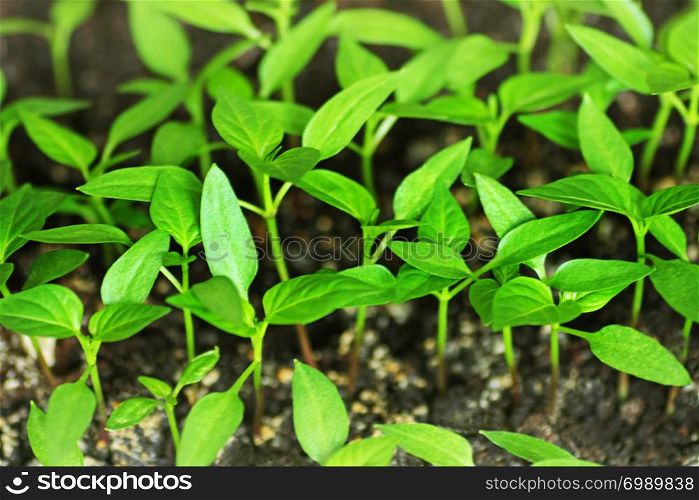 Pepper sprouts. Green shoots of pepper grown from seeds at home.