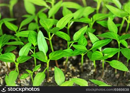 Pepper sprouts. Green shoots of pepper grown from seeds at home.