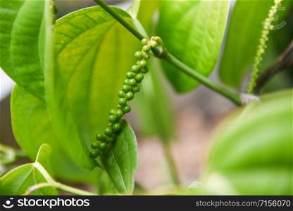 Peppercorns plant and leaves (Kumily, Kerala, India) / Fresh green pepper on tree in nature , Piper nigrum Linn