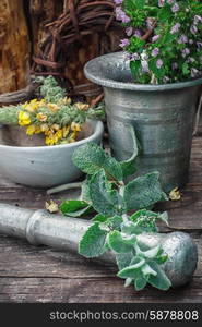 Peppermint is perennial herbaceous plant. Cut bunch of cherry peppermint amid mortar in the rural style.Photo tinted.