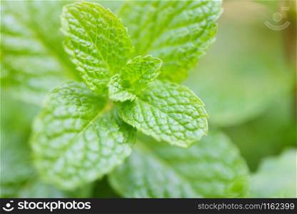 peppermint leaf in the garden background / Fresh mint leaves in a nature green herbs or vegetables food