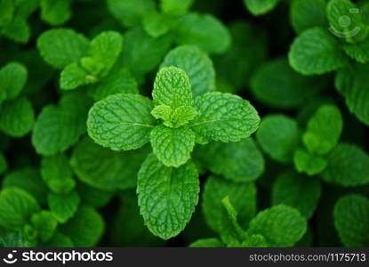 peppermint leaf in the garden background / Fresh mint leaves in a nature green herbs or vegetables food