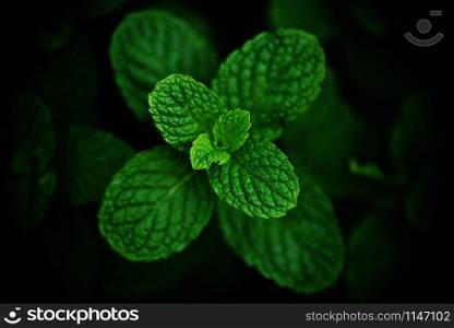 peppermint leaf in the garden dark background / Fresh mint leaves in a nature green herbs or vegetables