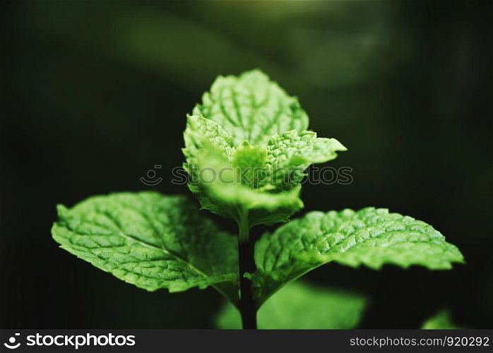 peppermint leaf in the garden dark background / Fresh mint leaves in a nature green herbs or vegetables