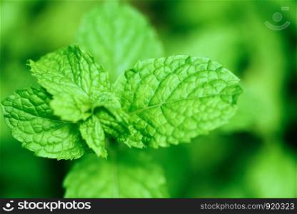 peppermint leaf in the garden / Fresh mint leaves in a nature green herbs or vegetables