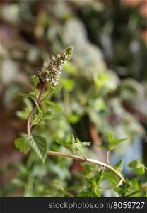 Peppermint (Mentha piperita) plant. Peppermint (Mentha x piperita) aka M balsamea Willd plant - Focus on flowers, blurred background