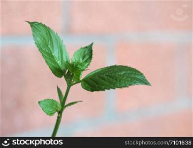 peppermint (Mentha x piperita) aka M balsamea Willd plant. peppermint (Mentha piperita) plant