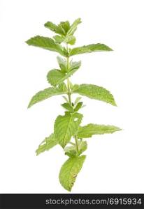 Peppermint on white background