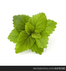 Peppermint or mint bunch isolated on white background cutout