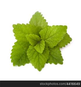 Peppermint or mint bunch isolated on white background cutout