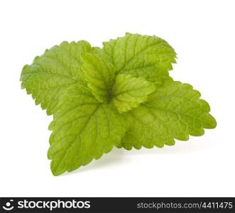 Peppermint or mint isolated on white background