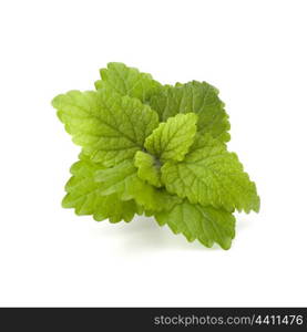 Peppermint or mint isolated on white background