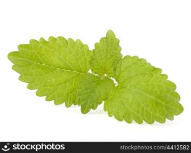 Peppermint or mint isolated on white background