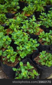 peppermint plant in potted closeup