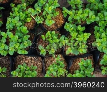 peppermint plant in potted closeup