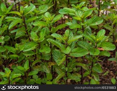 Peppermint plant . Peppermint plant, comun name Peppermint, scientific name Mentha Piperita L.
