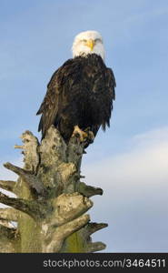 Perched Bald Eagle