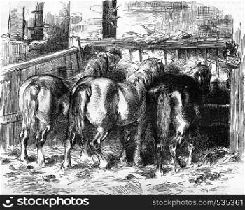 Percheron horses in the stable, vintage engraved illustration. Magasin Pittoresque 1857.