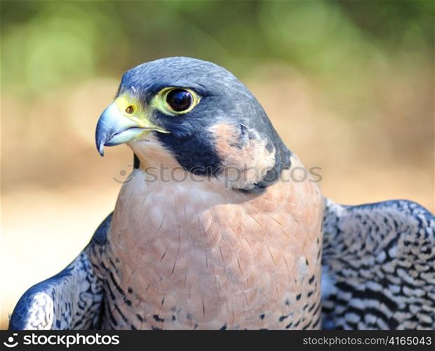 Peregrine Falcon , close up