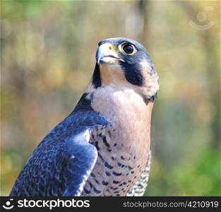 Peregrine Falcon , close up