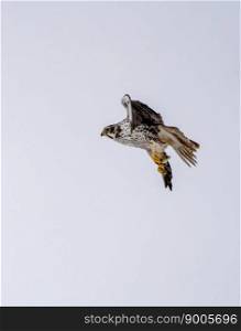 Peregrine Falcon in Flight Winter Saskatchewan Canada Peregrine Falcon in Flight Winter Saskatchewan Canada