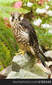 Peregrine Falcon Perched on Rock
