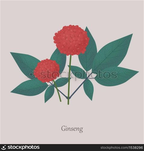 Perennial herb ginseng plant on a gray background. Red berries and green leaves of a medicinal plant.. Perennial herb ginseng plant on a gray background.