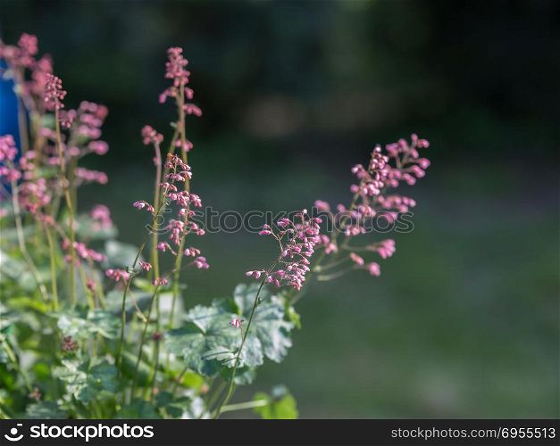 Perennial Herb with Beautiful Purple Efflorescence in the Garden.. Perennial Herb with Beautiful Purple Efflorescence in the Garden