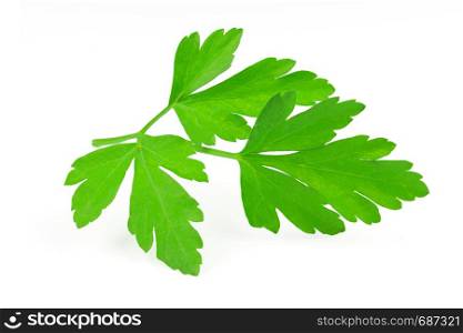 Perfect branch of a fresh parsley isolated on a wahite background in close-up.