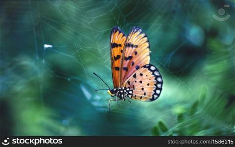 Perfect colorful butterfly on Spider web in wild