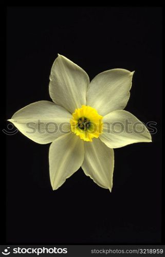 Perfect Daffodil