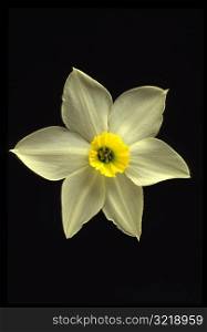 Perfect Daffodil
