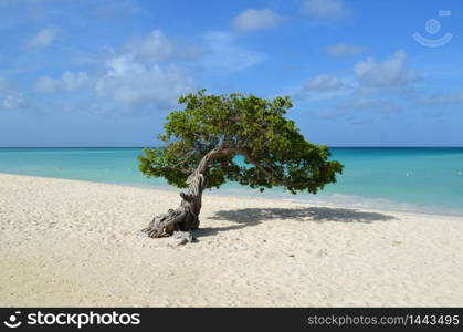 Perfect divi divi tree in Aruba with a white sand beach on the shore.